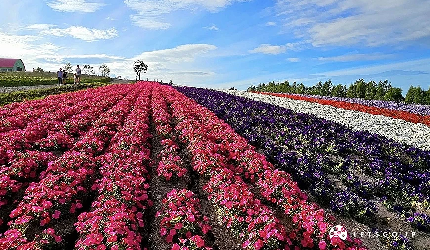 四季彩之丘夏季時整片丘陵鋪滿色彩繽紛的花海
